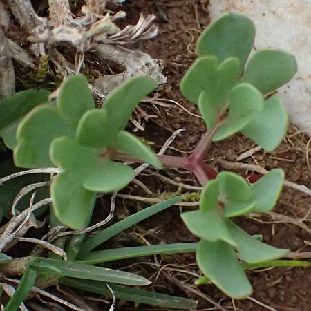 Corydalis blanda subsp. oxelmannii \ Oxelmanns Lerchensporn / Oxelmann's Corydalis, GR Peloponnes, Chelmos 18.5.2024