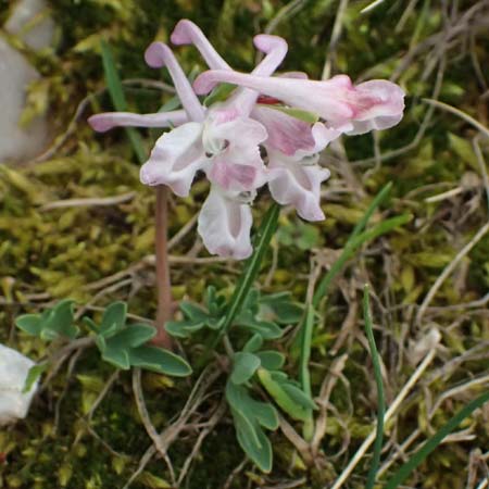 Corydalis blanda subsp. oxelmannii \ Oxelmanns Lerchensporn / Oxelmann's Corydalis, GR Peloponnes, Chelmos 18.5.2024