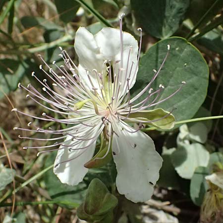 Capparis spinosa subsp. rupestris \ &Ouml;stlicher Kapernstrauch / Spineless Caper, GR Peloponnes, Diakopto 20.5.2024