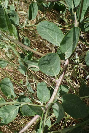 Capparis spinosa subsp. rupestris \ &Ouml;stlicher Kapernstrauch / Spineless Caper, GR Peloponnes, Diakopto 20.5.2024