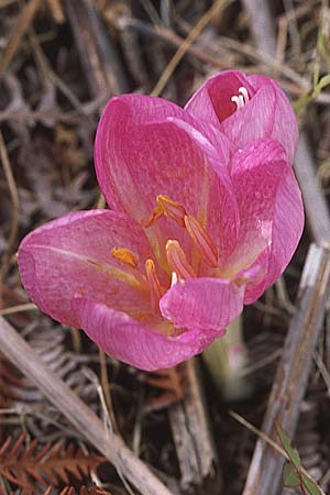 Colchicum bivonae \ Bivona-Zeitlose / False Autumn Crocus, GR Igoumenitsa 7.9.2007