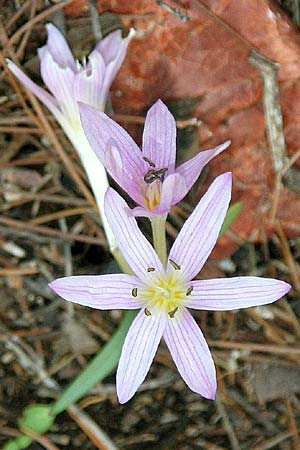Colchicum cupanii \ Cupanis Zeitlose / Cupani's Autumn Crocus, GR Gerania - Gebirge/Mountains, Loutraki 26.11.2013 (Photo: Gisela Nikolopoulou)