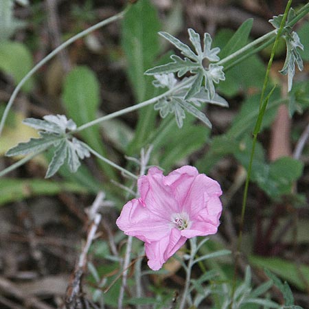 Convolvulus elegantissimus \ Zierliche Winde / Elegant Bindweed, GR Peloponnes, Kyllini-Massiv / Peloponnese, Mount Kyllini 12.5.2014 (Photo: Gisela Nikolopoulou)