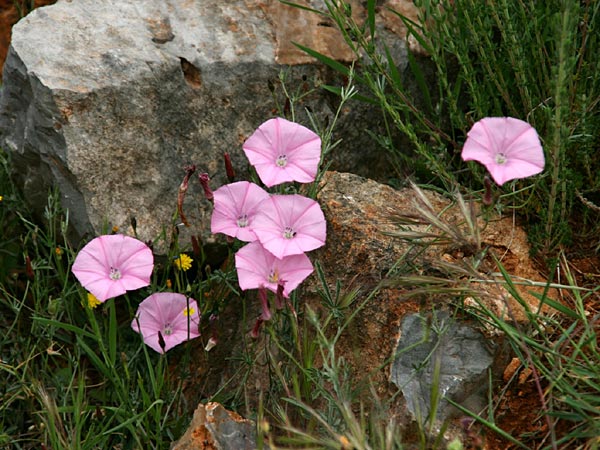 Convolvulus elegantissimus \ Zierliche Winde / Elegant Bindweed, GR Chiliomodi 17.4.2014 (Photo: Gisela Nikolopoulou)