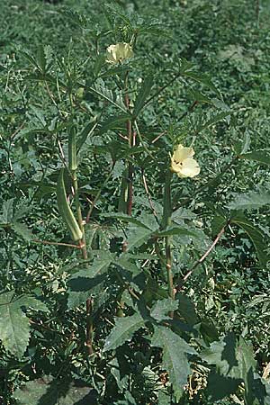 Abelmoschus esculentus \ Okra / Okra, Gumbo, GR Nauplia/Nafplion 4.9.2007