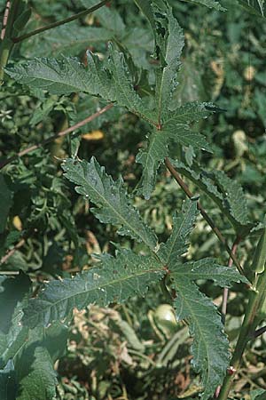 Abelmoschus esculentus \ Okra / Okra, Gumbo, GR Nauplia/Nafplion 4.9.2007