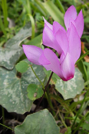 Cyclamen peloponnesiacum \ Peloponnes-Alpenveilchen / Peloponnese Cyclamen, GR Peloponnes, Taygetos 30.3.2013
