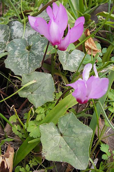 Cyclamen peloponnesiacum \ Peloponnes-Alpenveilchen / Peloponnese Cyclamen, GR Peloponnes, Taygetos 30.3.2013