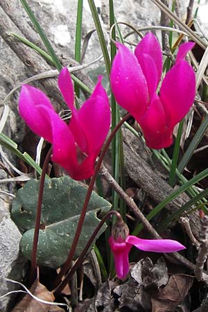 Cyclamen peloponnesiacum \ Peloponnes-Alpenveilchen / Peloponnese Cyclamen, GR Peloponnes, Kremasti 31.3.2013