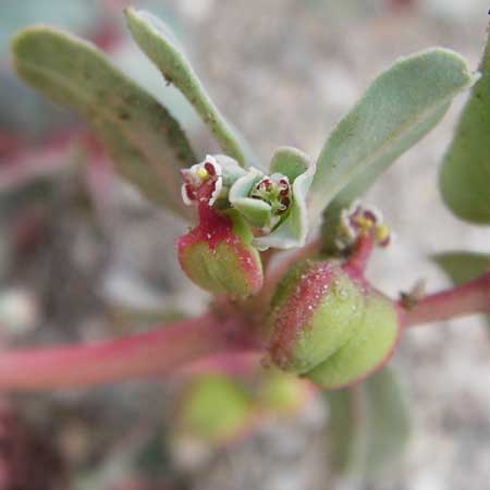 Chamaesyce peplis \ Sumpfquendel-Wolfsmilch / Purple Spurge, GR Euboea (Evia), Kalianou 29.8.2014