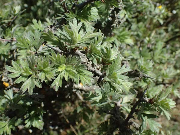 Crataegus pycnoloba \ Kleinlappiger Wei�dorn / Small-Lobed Hawthorn, GR Peloponnes, Saitas 19.5.2024