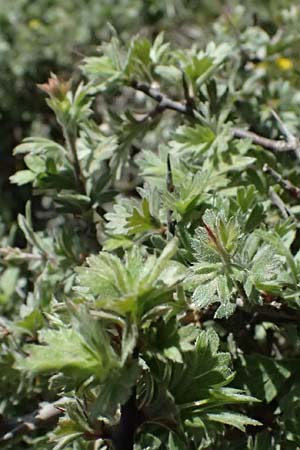 Crataegus pycnoloba \ Kleinlappiger Wei�dorn / Small-Lobed Hawthorn, GR Peloponnes, Saitas 19.5.2024