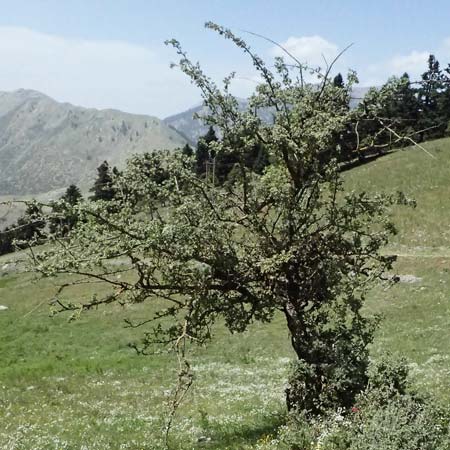 Crataegus pycnoloba \ Kleinlappiger Wei�dorn / Small-Lobed Hawthorn, GR Peloponnes, Saitas 19.5.2024