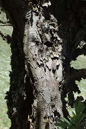 Crataegus pycnoloba \ Kleinlappiger Wei�dorn / Small-Lobed Hawthorn, GR Peloponnes, Saitas 19.5.2024