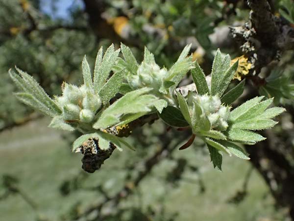 Crataegus pycnoloba \ Kleinlappiger Wei�dorn / Small-Lobed Hawthorn, GR Peloponnes, Saitas 19.5.2024