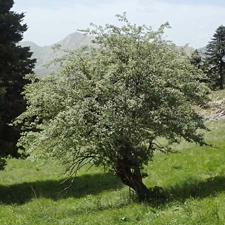 Crataegus pycnoloba \ Kleinlappiger Wei�dorn / Small-Lobed Hawthorn, GR Peloponnes, Saitas 19.5.2024