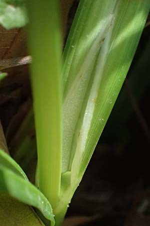 Carex pendula s.str. \ Westliche H�nge-Segge / Western Pendulous Sedge, Western Hanging Sedge, GR Peloponnes, Mt. Kyllini, Evrostina 22.5.2024