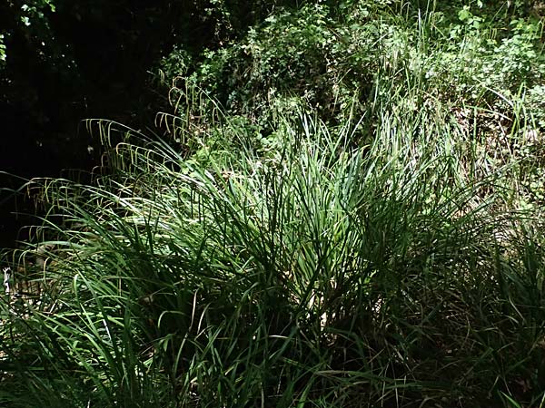 Carex pendula s.str. \ Westliche H�nge-Segge / Western Pendulous Sedge, Western Hanging Sedge, GR Peloponnes, Mt. Kyllini, Evrostina 22.5.2024