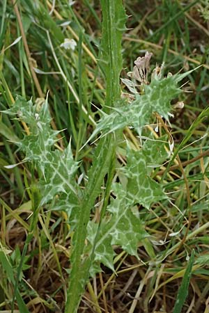 Carduus pycnocephalus \ Knuelkpfige Distel / Plymouth Thistle, GR Peloponnes, Taygetos 27.5.2024
