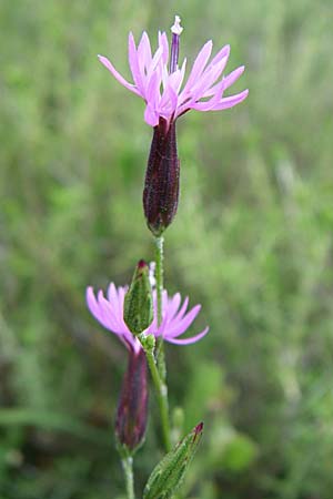 Crupina crupinastrum \ Echter Schlupfsame / False Saw Wort, GR Igoumenitsa 13.5.2008