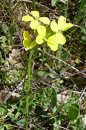 Diplotaxis muralis \ Mauer-Doppelsame / Annual Wall Rocket, GR Zagoria, Mikro Papingko 17.5.2008