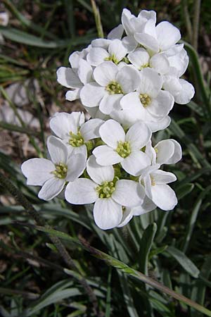 Phyllolepidum cyclocarpum \ Rundfr&uuml;chtiges Steinkraut / Round-Fruited Madwort, GR Timfi 17.5.2008