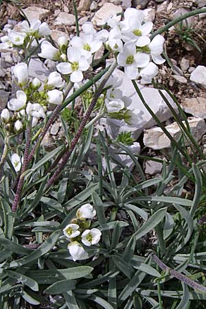Phyllolepidum cyclocarpum \ Rundfr&uuml;chtiges Steinkraut / Round-Fruited Madwort, GR Timfi 17.5.2008