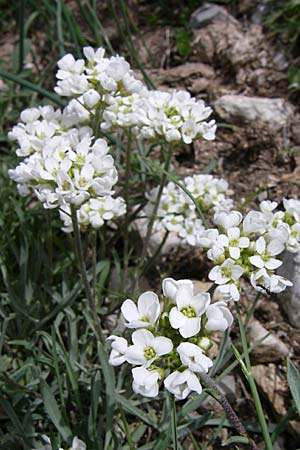 Phyllolepidum cyclocarpum \ Rundfr&uuml;chtiges Steinkraut / Round-Fruited Madwort, GR Timfi 17.5.2008