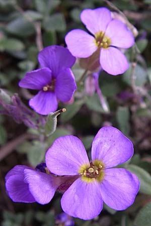 Aubrieta deltoidea \ Blaukissen / Purple Rock Cress, GR Zagoria, Monodendri 19.5.2008