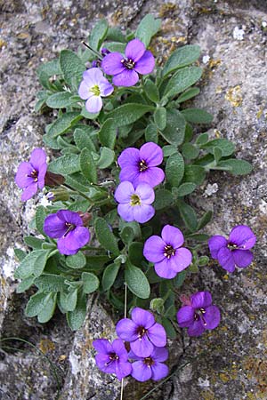 Aubrieta deltoidea \ Blaukissen / Purple Rock Cress, GR Zagoria, Monodendri 19.5.2008