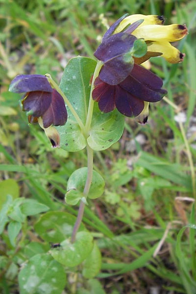 Cerinthe retorta \ Verdrehte Wachsblume / Twisted Honeywort, Greek Cerinthe, GR Peloponnes, Figalia 29.3.2013