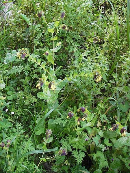 Cerinthe retorta \ Verdrehte Wachsblume / Twisted Honeywort, Greek Cerinthe, GR Peloponnes, Figalia 29.3.2013
