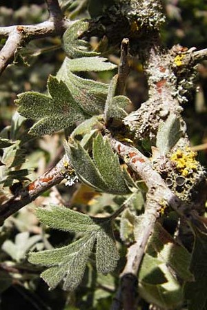 Crataegus heldreichii \ Heldreichs Wei�dorn / Heldreich's Hawthorn, GR Parnitha 1.9.2014