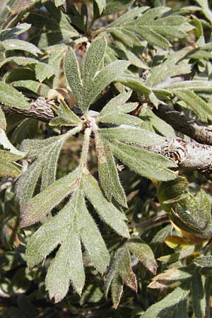 Crataegus heldreichii \ Heldreichs Wei�dorn / Heldreich's Hawthorn, GR Parnitha 1.9.2014