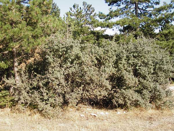 Crataegus heldreichii \ Heldreichs Wei�dorn / Heldreich's Hawthorn, GR Parnitha 1.9.2014