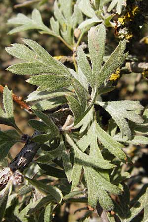 Crataegus heldreichii \ Heldreichs Wei�dorn / Heldreich's Hawthorn, GR Parnitha 1.9.2014