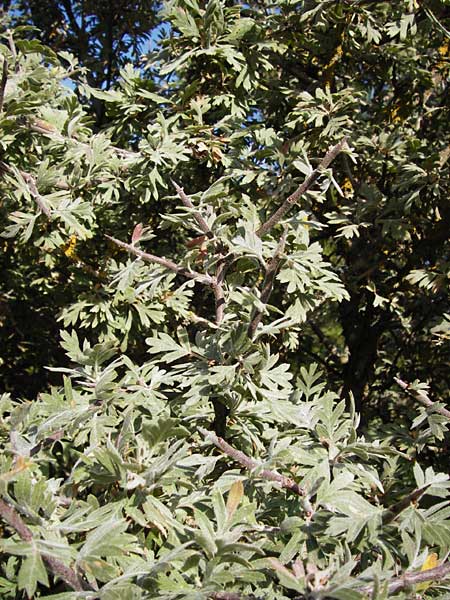Crataegus heldreichii \ Heldreichs Wei�dorn / Heldreich's Hawthorn, GR Parnitha 1.9.2014