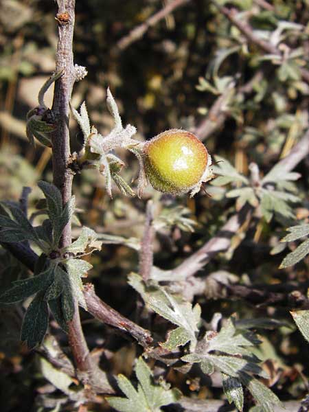 Crataegus heldreichii \ Heldreichs Wei�dorn / Heldreich's Hawthorn, GR Parnitha 1.9.2014