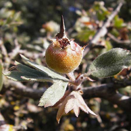 Crataegus heldreichii \ Heldreichs Wei�dorn / Heldreich's Hawthorn, GR Parnitha 1.9.2014