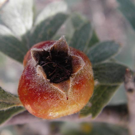 Crataegus heldreichii \ Heldreichs Wei�dorn / Heldreich's Hawthorn, GR Parnitha 1.9.2014