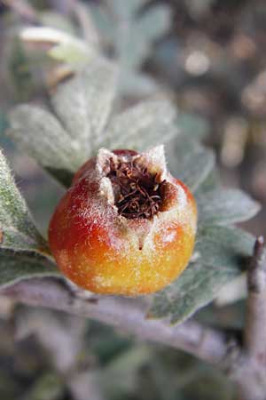 Crataegus heldreichii \ Heldreichs Wei�dorn / Heldreich's Hawthorn, GR Parnitha 1.9.2014