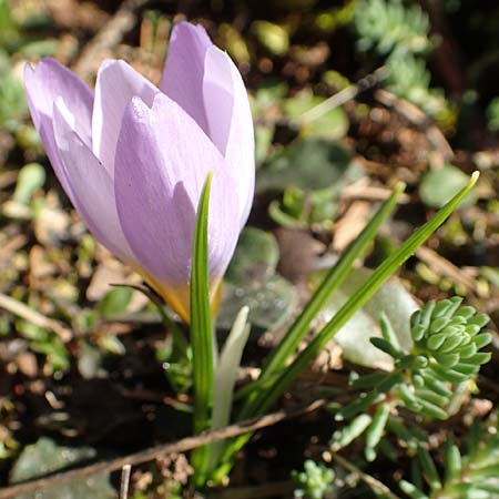 Crocus sieberi subsp. atticus \ Attischer Zwerg-Krokus / Attic Snow Crocus, GR Parnitha 22.3.2019