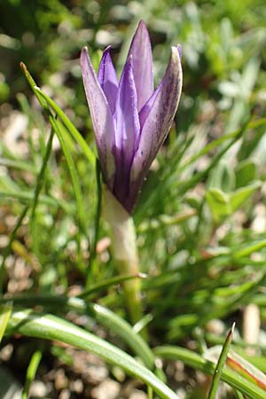 Crocus sieberi subsp. atticus \ Attischer Zwerg-Krokus / Attic Snow Crocus, GR Parnitha 22.3.2019