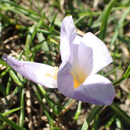 Crocus sieberi subsp. atticus \ Attischer Zwerg-Krokus / Attic Snow Crocus, GR Parnitha 22.3.2019