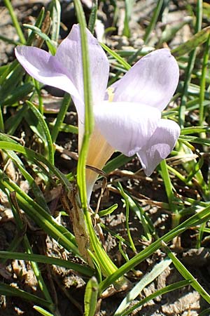 Crocus sieberi subsp. atticus \ Attischer Zwerg-Krokus / Attic Snow Crocus, GR Parnitha 22.3.2019