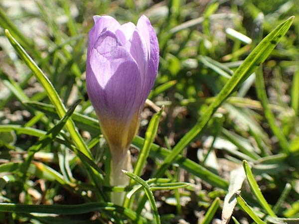 Crocus sieberi subsp. atticus \ Attischer Zwerg-Krokus / Attic Snow Crocus, GR Parnitha 22.3.2019