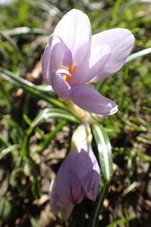 Crocus sieberi subsp. atticus \ Attischer Zwerg-Krokus / Attic Snow Crocus, GR Parnitha 22.3.2019