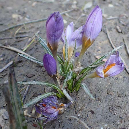 Crocus sieberi subsp. atticus \ Attischer Zwerg-Krokus / Attic Snow Crocus, GR Parnitha 22.3.2019