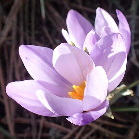 Crocus sieberi subsp. atticus \ Attischer Zwerg-Krokus / Attic Snow Crocus, GR Parnitha 22.3.2019