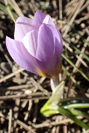 Crocus sieberi subsp. atticus \ Attischer Zwerg-Krokus / Attic Snow Crocus, GR Parnitha 22.3.2019